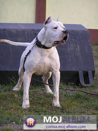 strongest pitbull in world. The strongest dog is Dogo