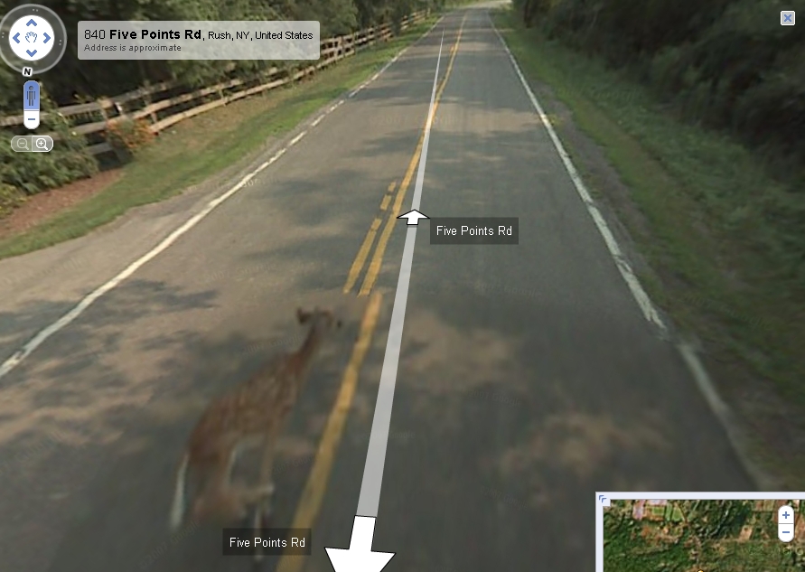 google maps car. Google maps car hits a deer,